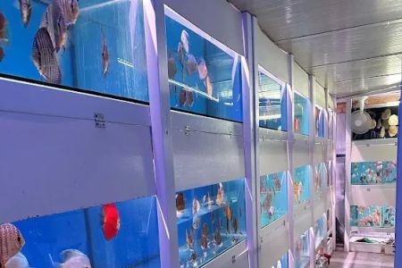 Amazing Discus Aquarium (James Aquarium)