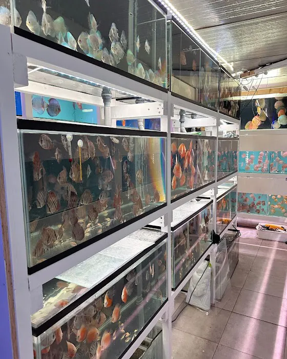 Amazing Discus Aquarium (James Aquarium) 2
