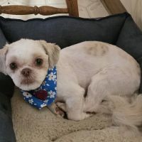 Mid-Atlantic Veterinary Hospital ico