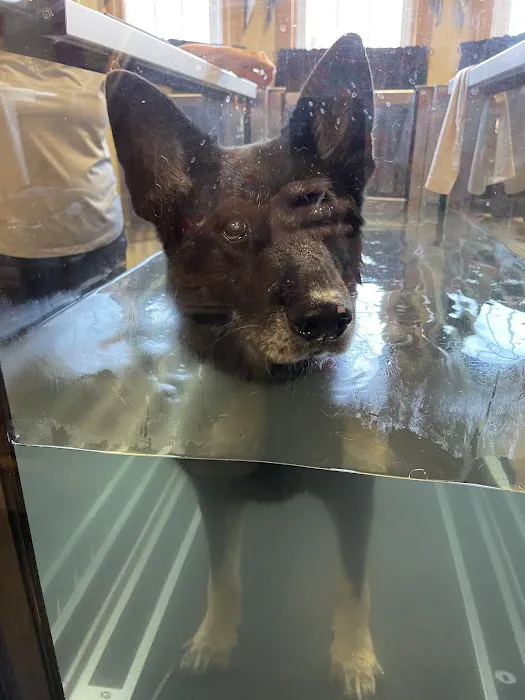 Animal Rehab & Pain Center 5