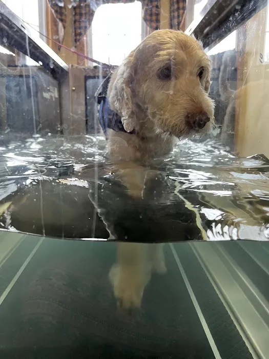Animal Rehab & Pain Center 4