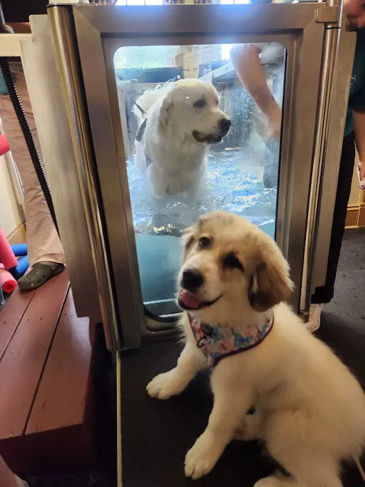 Animal Rehab & Pain Center 1