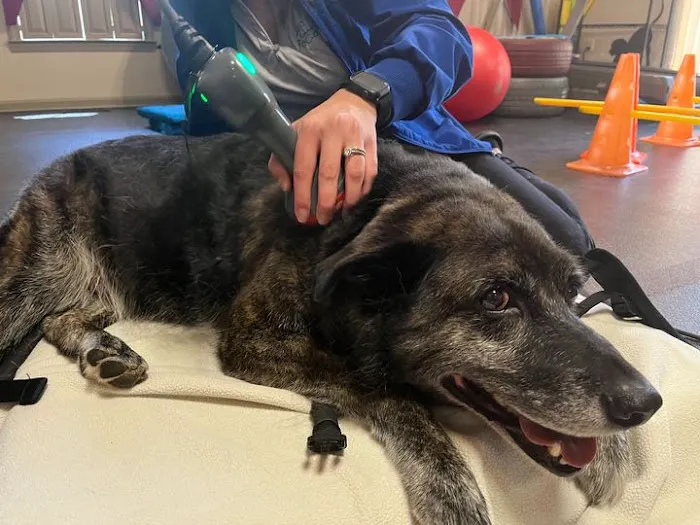 Animal Rehab & Pain Center 2