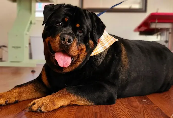 Waynesboro Veterinary Clinic 5