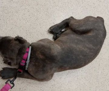 Greencastle Veterinary Hospital