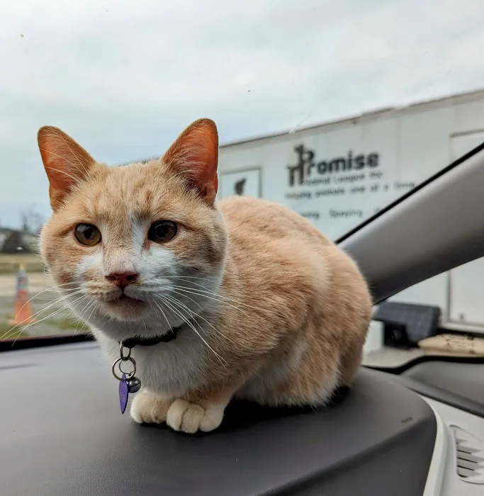 Promise Animal League 2