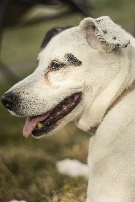 Promise Animal League 5