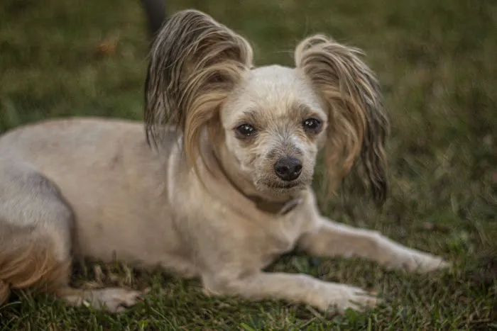 Promise Animal League 3