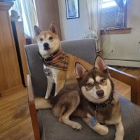 Lincoln Way Animal Hospital ico
