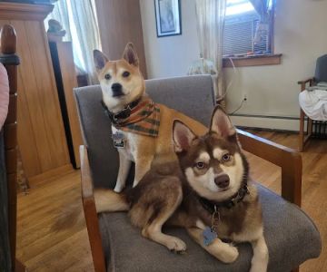 Lincoln Way Animal Hospital