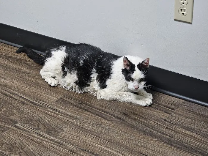 Lincoln Way Animal Hospital 2