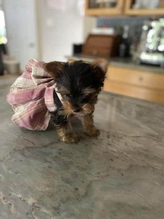 PetVet Vaccination Clinic 3
