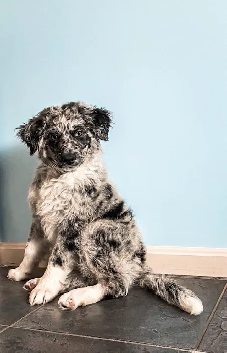PetVet Vaccination Clinic 1