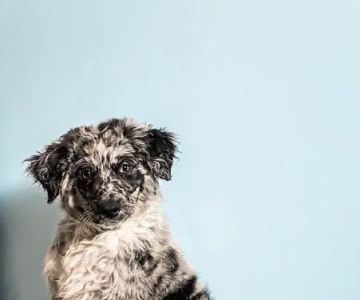 PetVet Vaccination Clinic