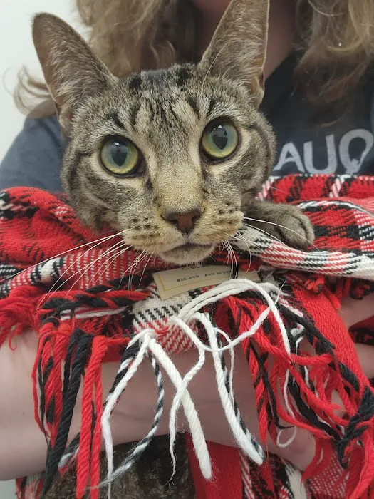 Mountain View Animal Emergency 1