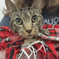 Mountain View Animal Emergency ico