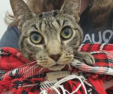Mountain View Animal Emergency