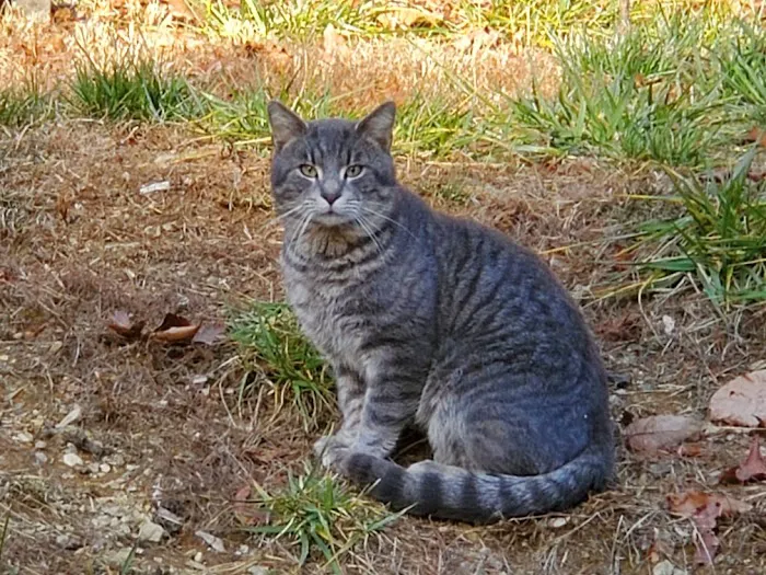 Mountain View Animal Emergency 10