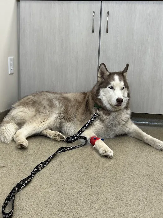 Mountain View Animal Emergency 8