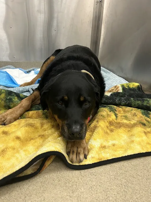Mountain View Animal Emergency 4