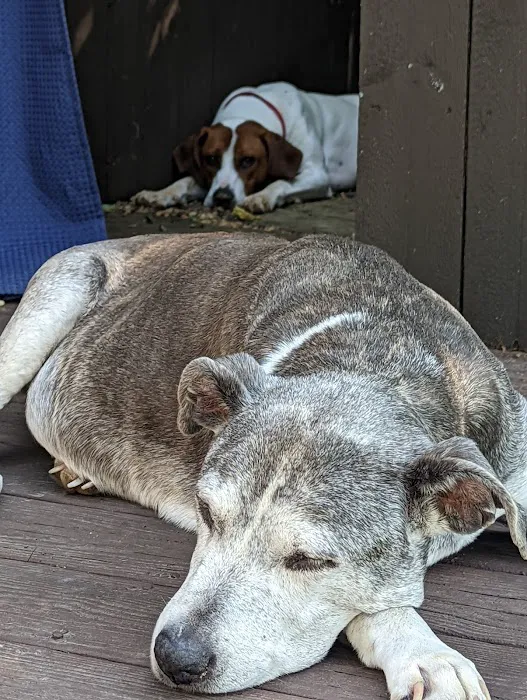 Mountain View Animal Emergency 2