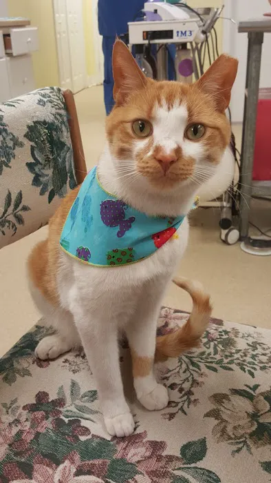 Pet Health Clinic 3