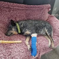 Pet Health Clinic ico