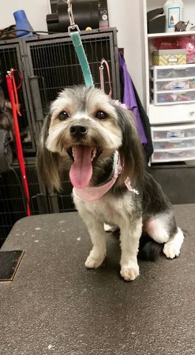 Pet Health Clinic 5