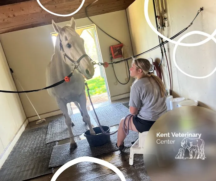 Kent Veterinary Center 1