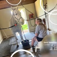 Kent Veterinary Center ico