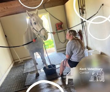 Kent Veterinary Center
