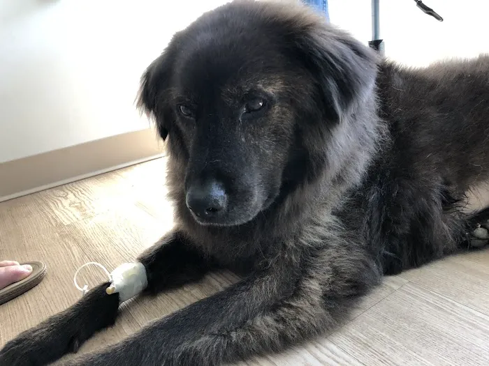 Galena Animal Medical Clinic 1