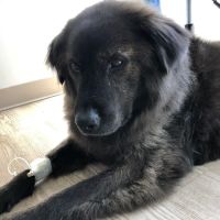 Galena Animal Medical Clinic ico