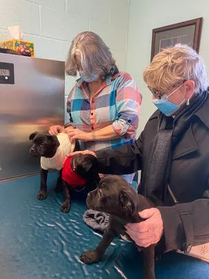 Denton Animal Hospital, P.A. 3