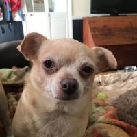 Denton Animal Hospital, P.A. ico
