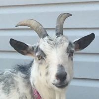 Central Shore Veterinary Services ico