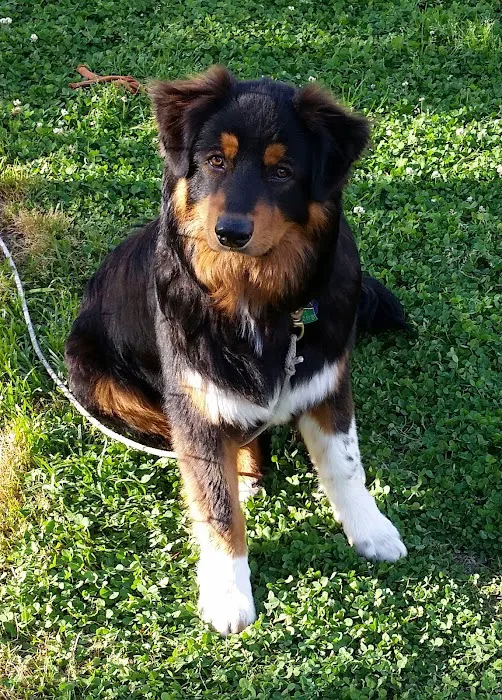 Heathsville Animal Hospital 6