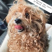 Heathsville Animal Hospital ico