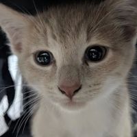 Animal Clinic of Caroline ico