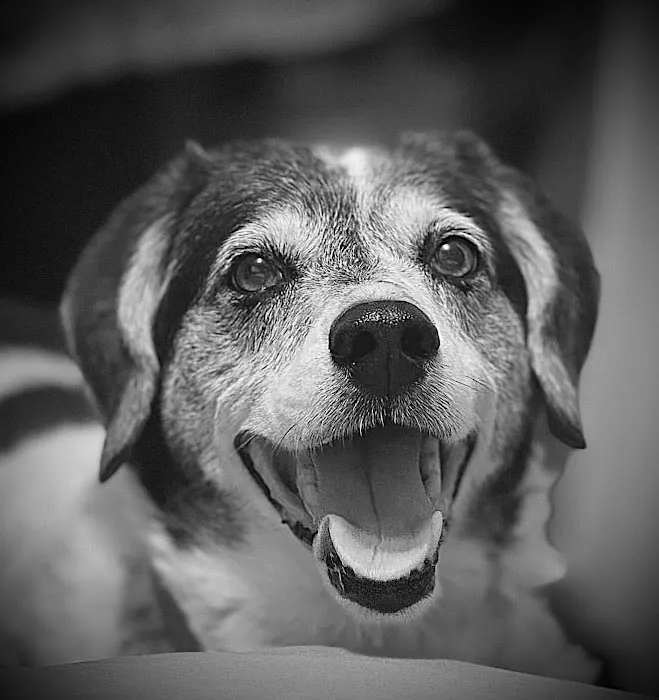 Ladysmith Veterinary Hospital 1