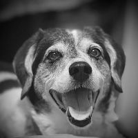 Ladysmith Veterinary Hospital ico
