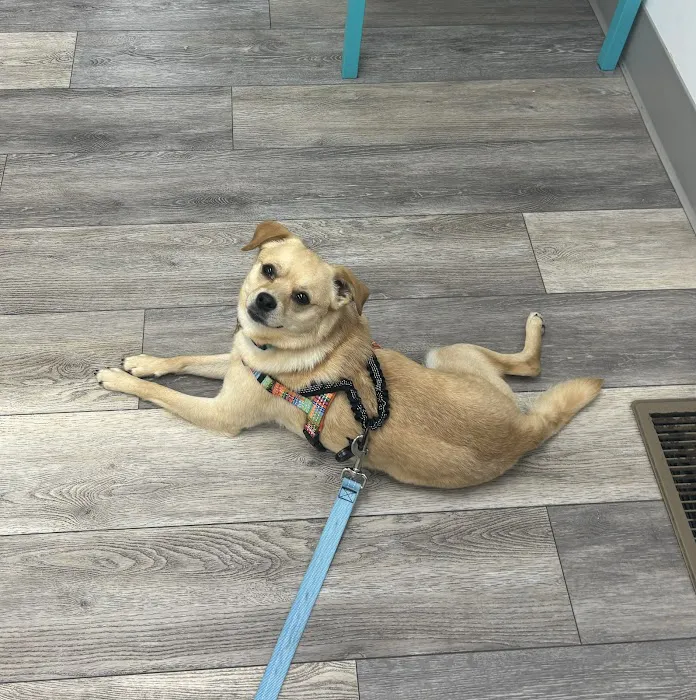Ladysmith Veterinary Hospital 4