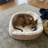 Banfield Pet Hospital ico