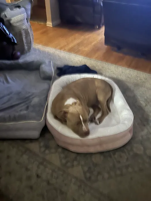Banfield Pet Hospital 2