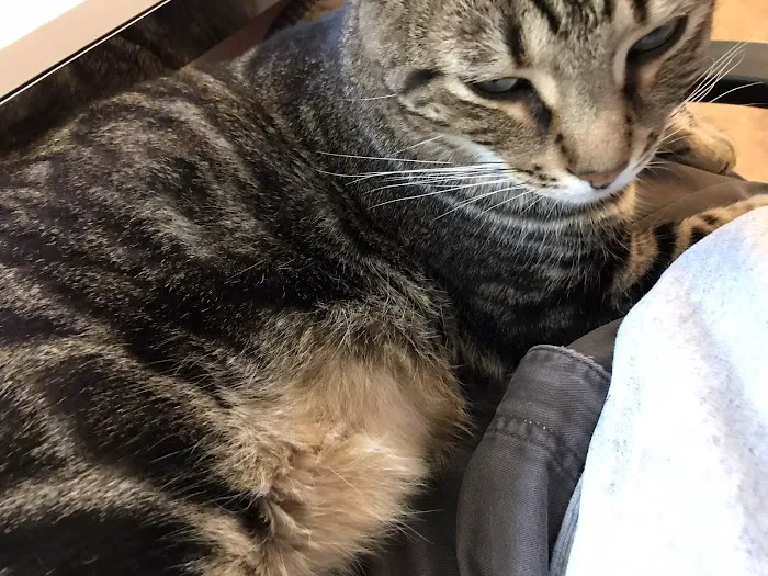 Four Paws Animal Hospital & Wellness Center 3