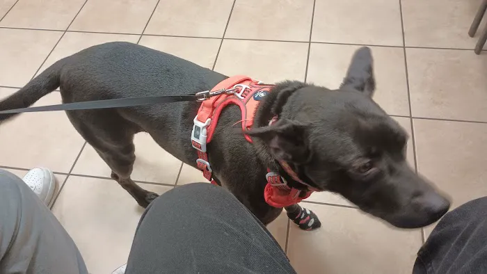Four Paws Animal Hospital & Wellness Center 5