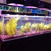 Western Slope Aquatics ico