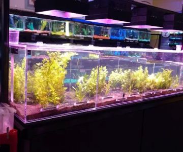 Western Slope Aquatics