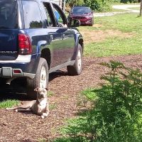 Southeastern Pet Vacc ico