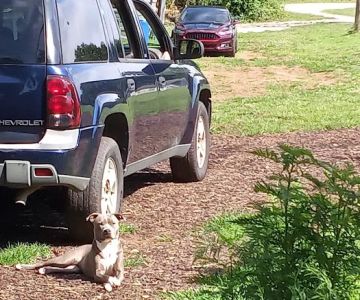 Southeastern Pet Vacc